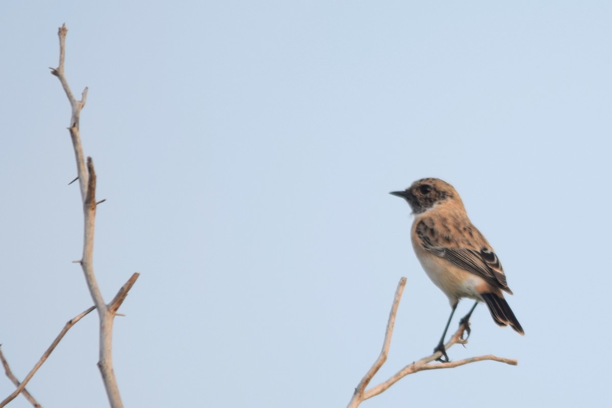 Siberian Stonechat - Magesh Ram