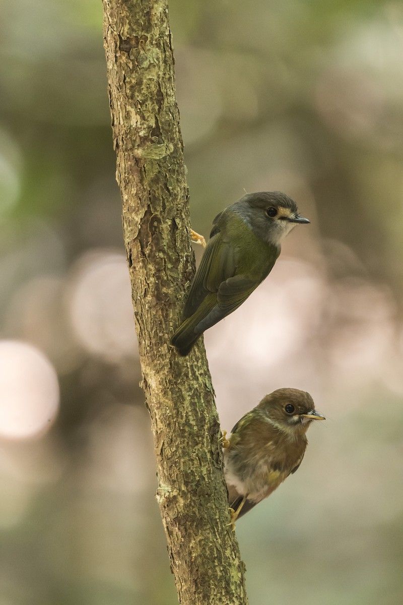 Pale-yellow Robin - ML124392961