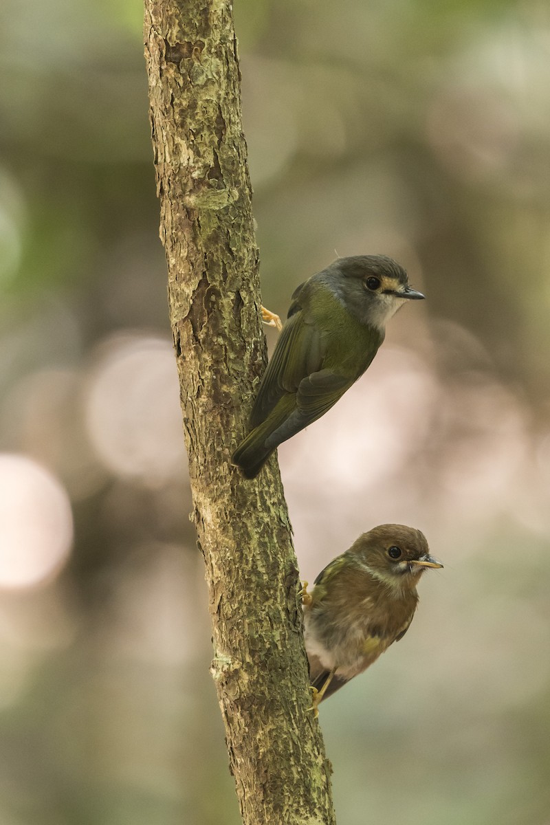 Pale-yellow Robin - ML124392971