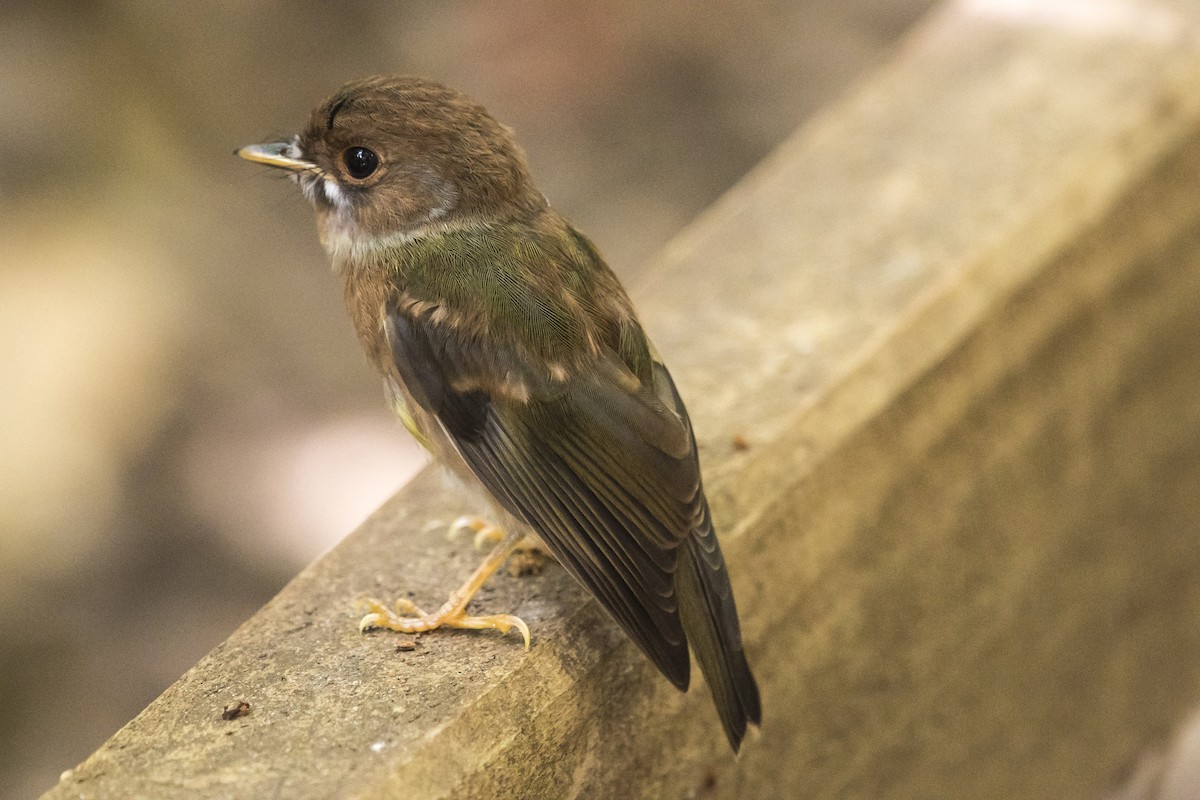 Pale-yellow Robin - ML124392981