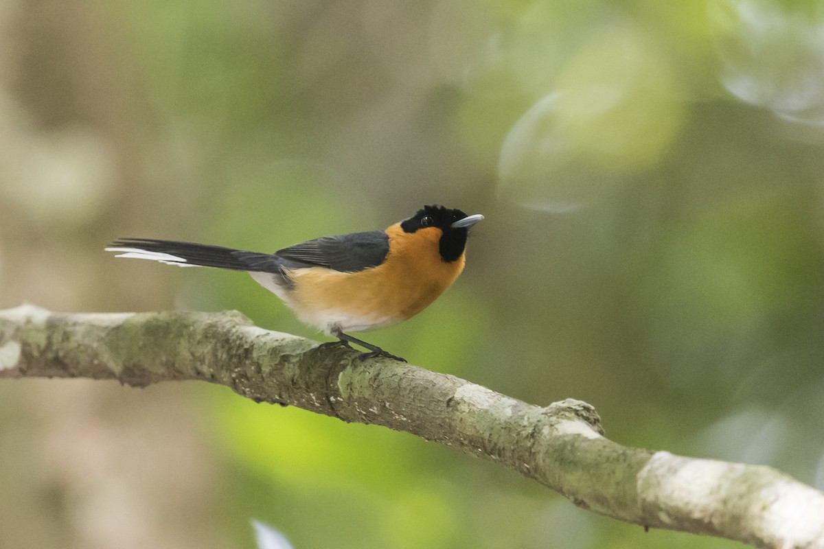 Australian Spectacled Monarch - ML124393131
