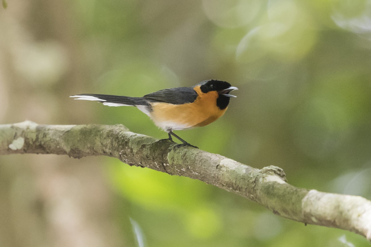 Australian Spectacled Monarch - ML124393141