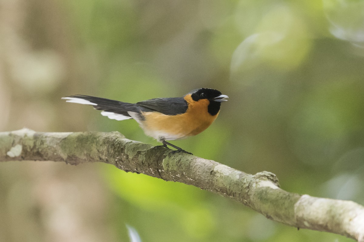 Australian Spectacled Monarch - ML124393151
