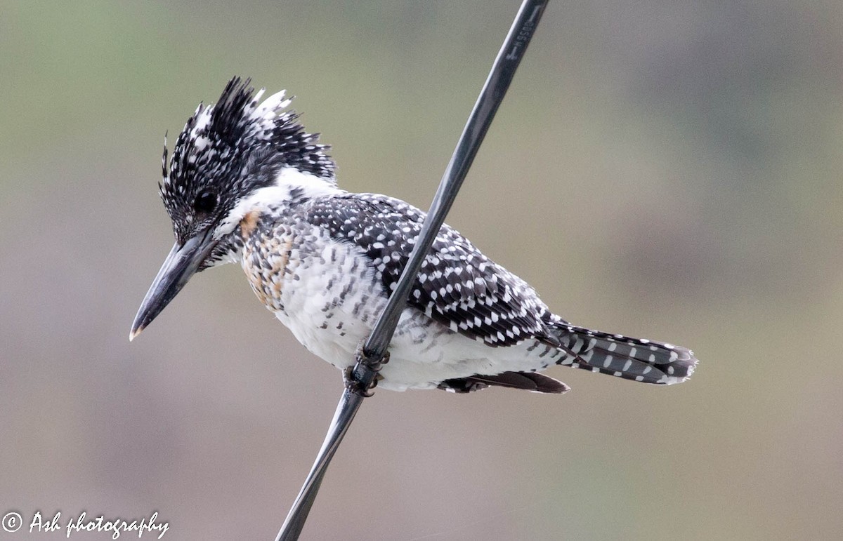 Crested Kingfisher - Ashwini Bhatt
