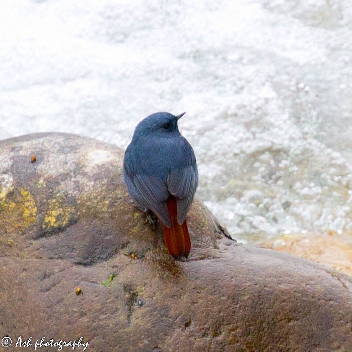 Plumbeous Redstart - ML124394011