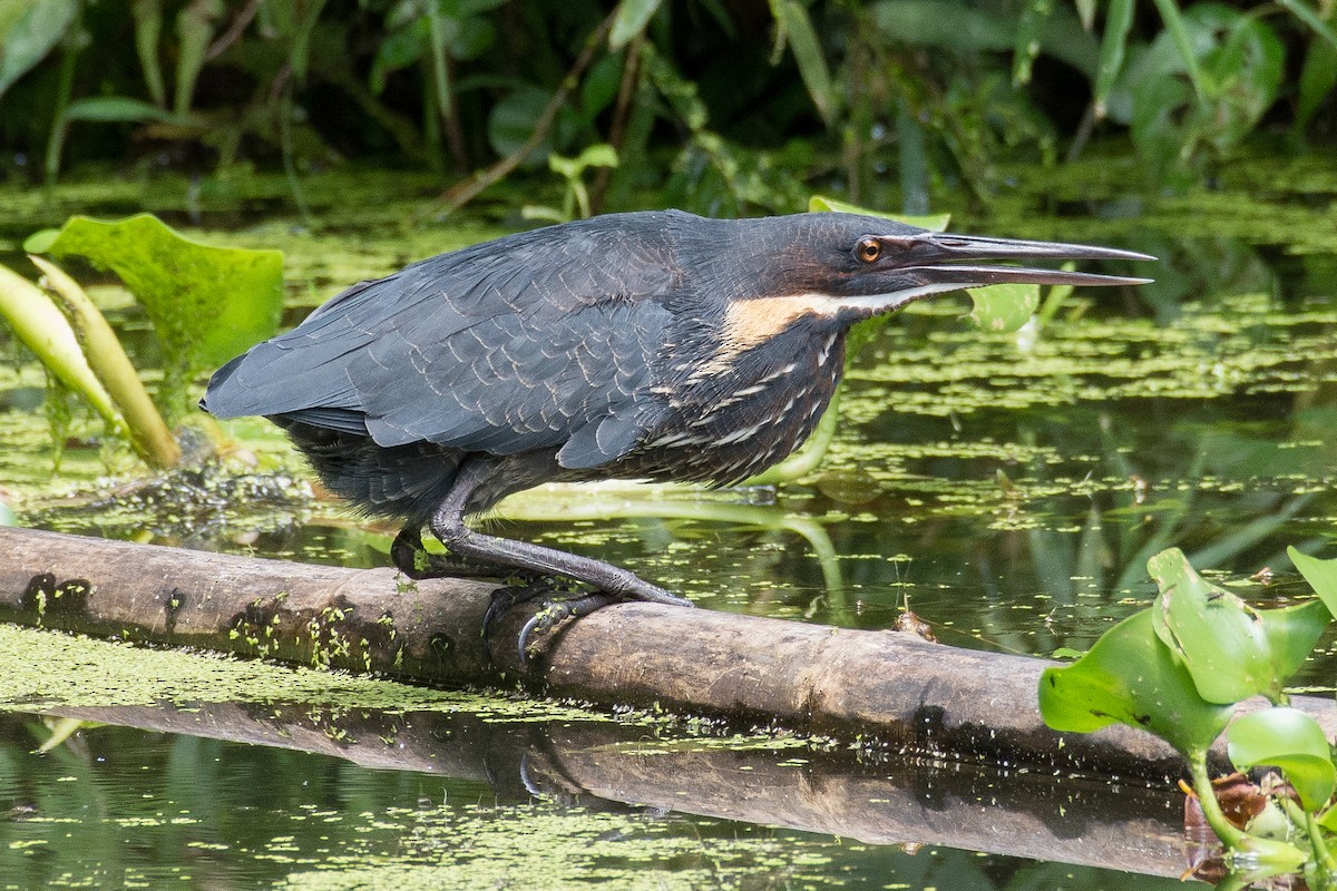 Black Bittern - Dillen  Ng