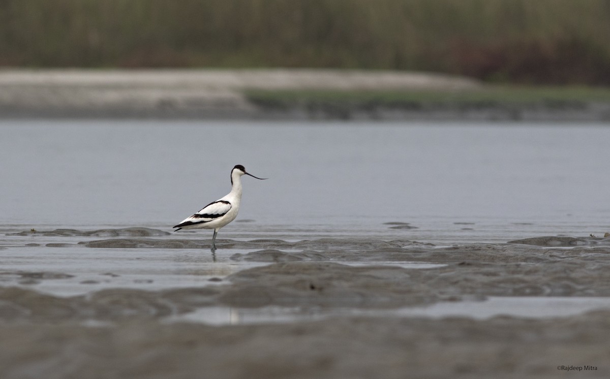 Pied Avocet - Rajdeep Mitra