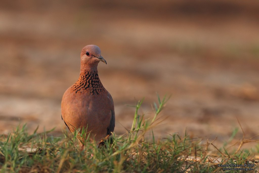 Өөдсөн хүүрзгэнэ - ML124398751