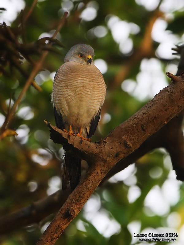 Үүрсээ харцага - ML124398781