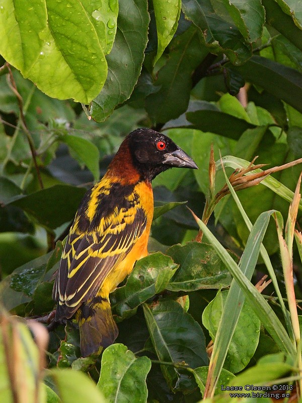 Village Weaver - ML124399001