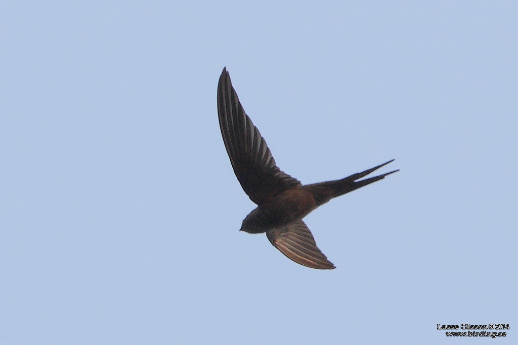 African Palm Swift - ML124399161