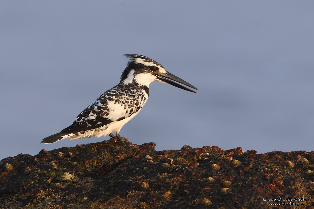 Pied Kingfisher - ML124399201