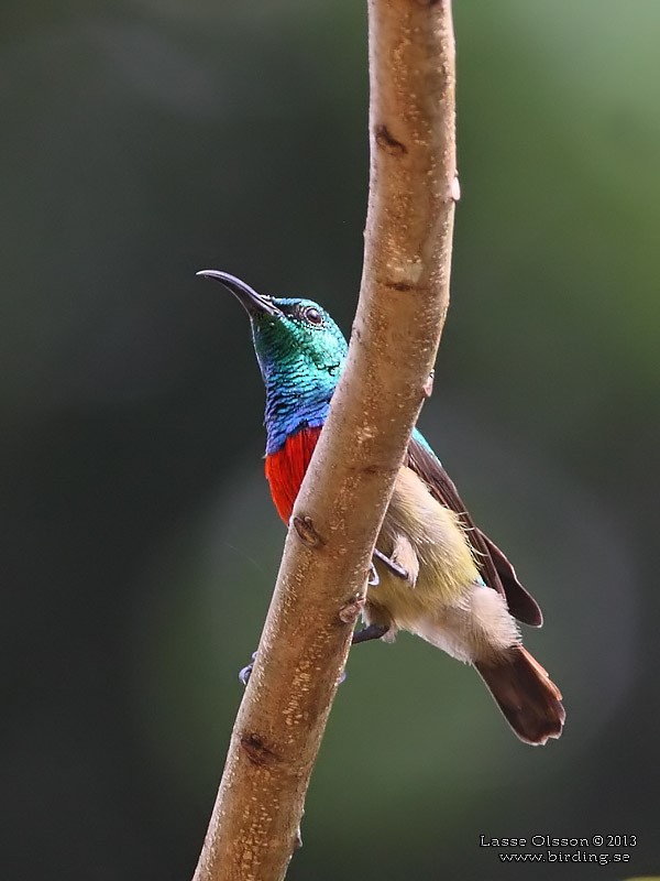Olive-bellied Sunbird - ML124399221