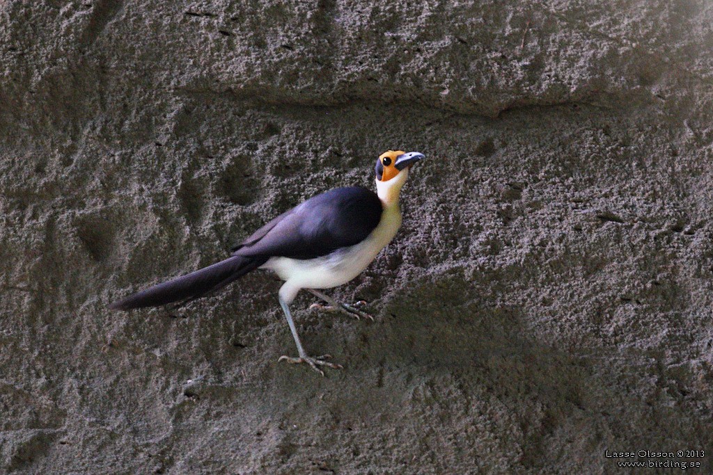 White-necked Rockfowl - ML124399781