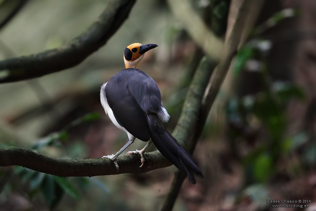 White-necked Rockfowl - ML124399791