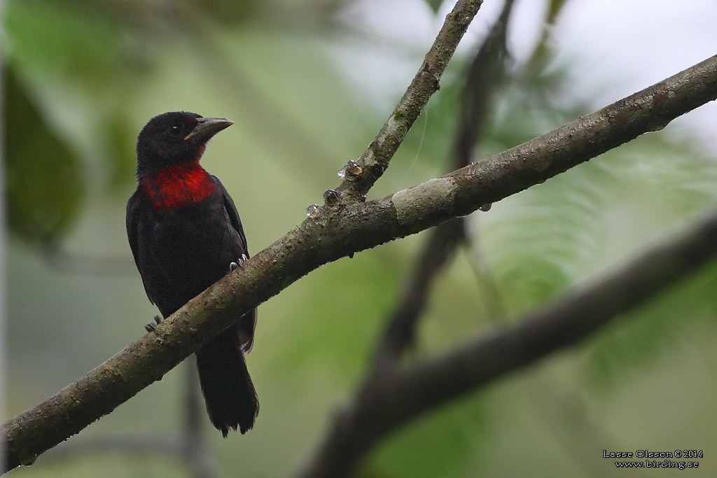 Blue-billed Malimbe - Lasse Olsson