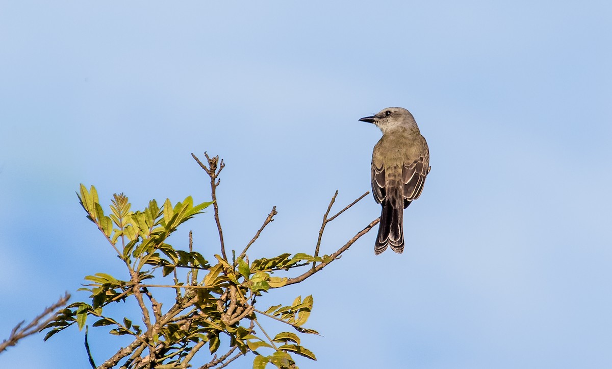 Trauerkönigstyrann - ML124399951