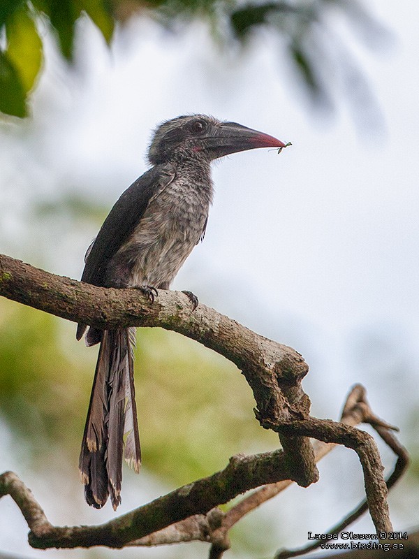 Western Dwarf Hornbill - Lasse Olsson