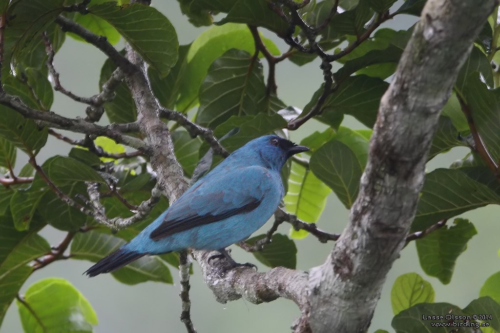Blue Cuckooshrike - Lasse Olsson