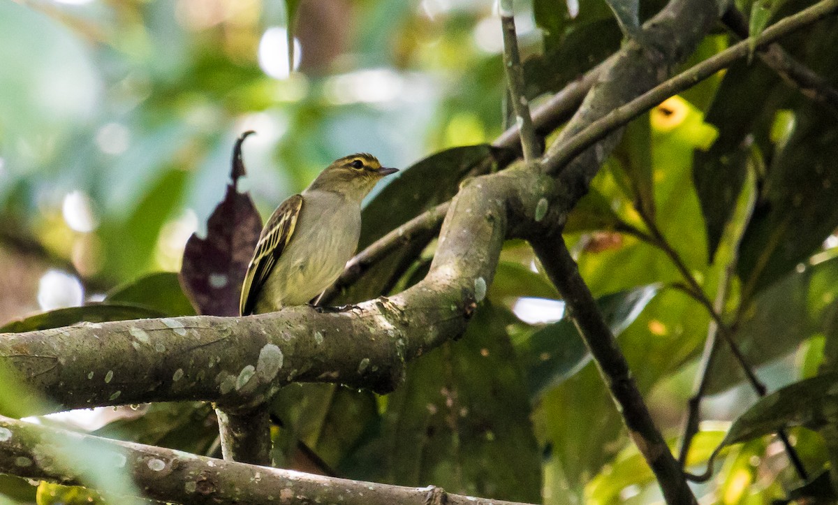 Golden-faced Tyrannulet - David Monroy Rengifo