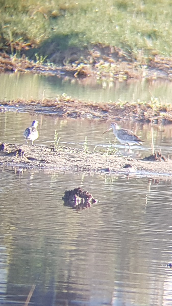 Bar-tailed Godwit - ML124402711