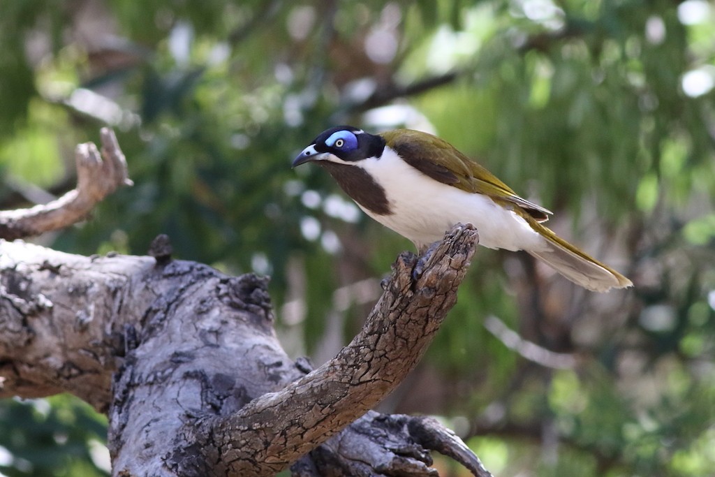 Blue-faced Honeyeater - Leigh Pieterse