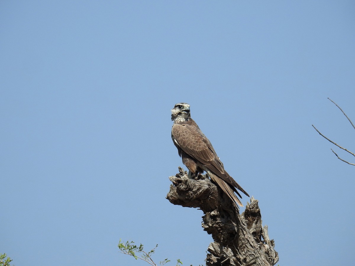 Laggar Falcon - Akash Gulalia