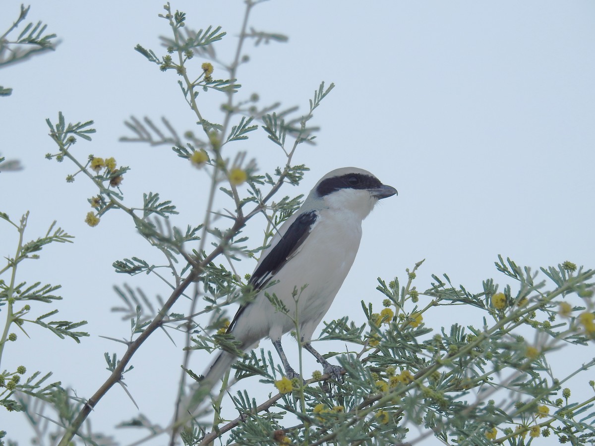 Great Gray Shrike (Indian) - ML124405941