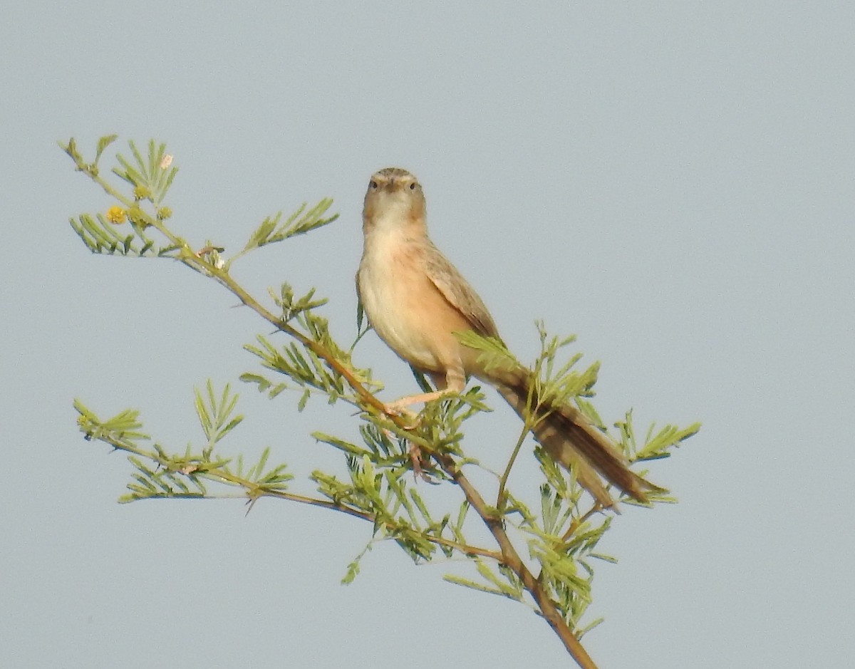 Common Babbler - Akash Gulalia