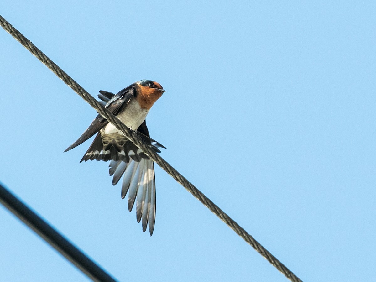 Pacific Swallow - Nick Athanas