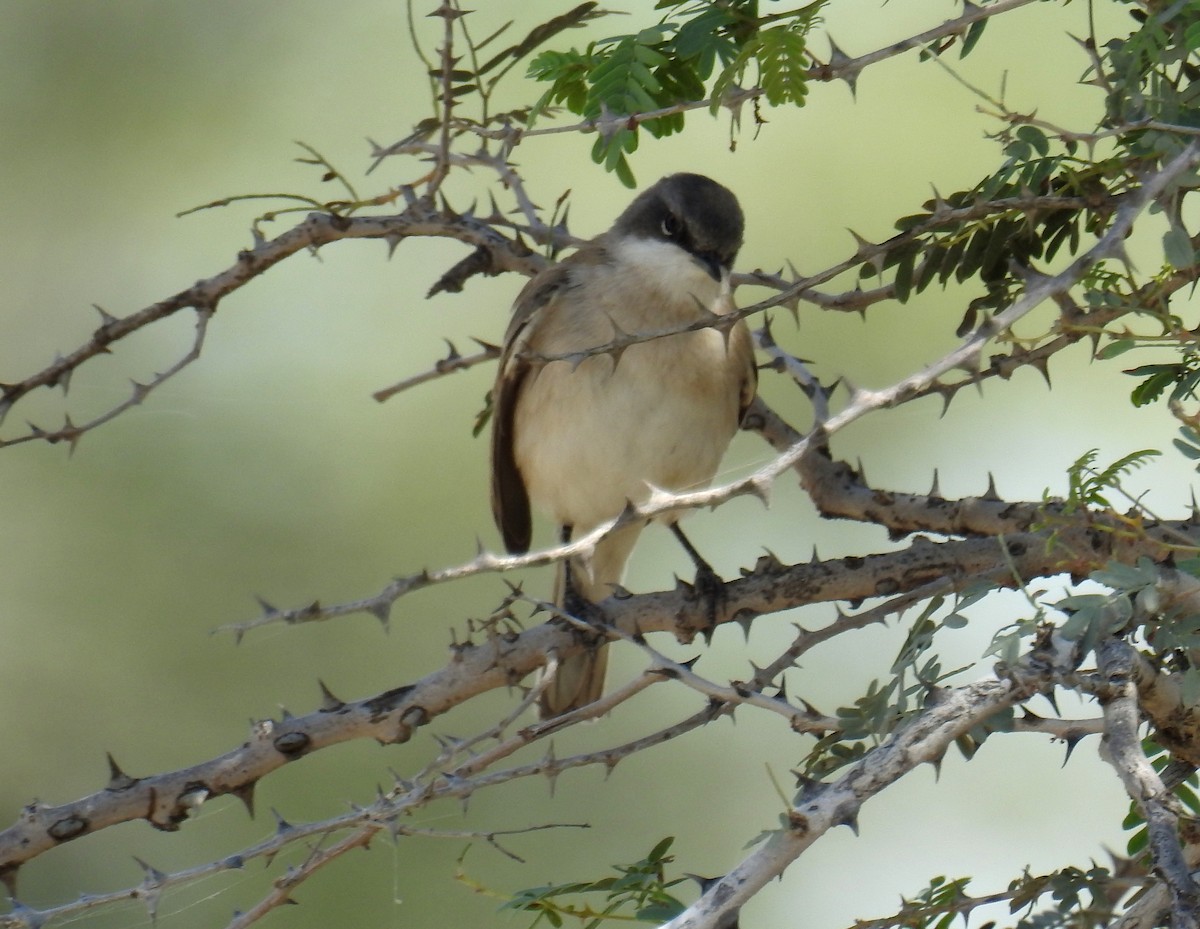 Fauvette babillarde (curruca/blythi/halimodendri) - ML124406831