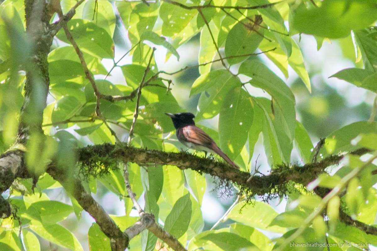 阿穆爾綬帶 - ML124406941