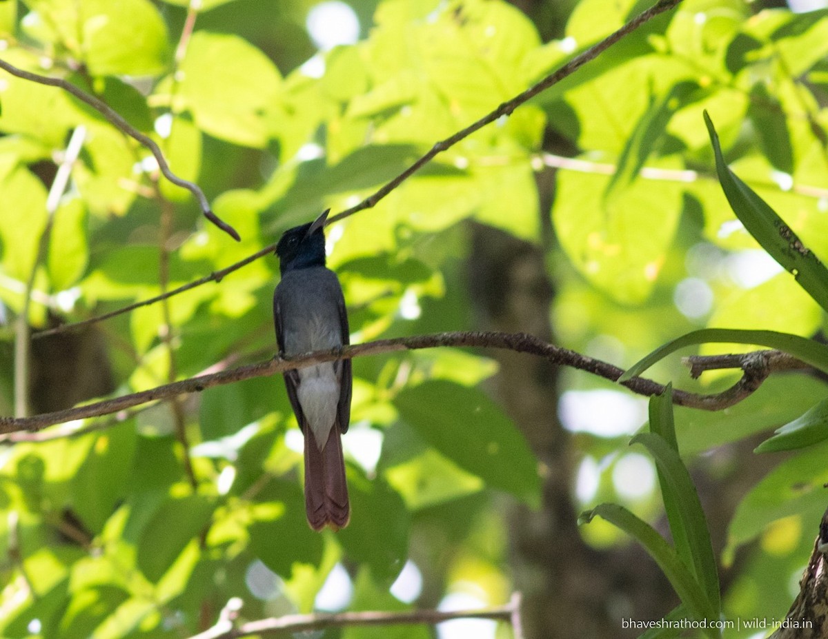 阿穆爾綬帶 - ML124406971