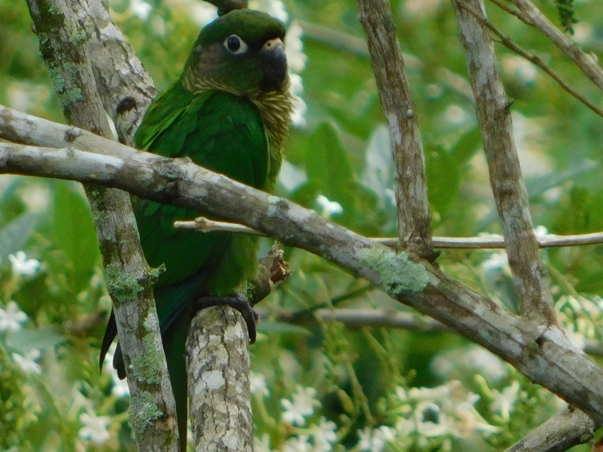 Maroon-bellied Parakeet - ML124407221