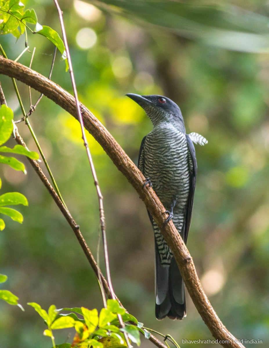 Andaman Cuckooshrike - ML124408381