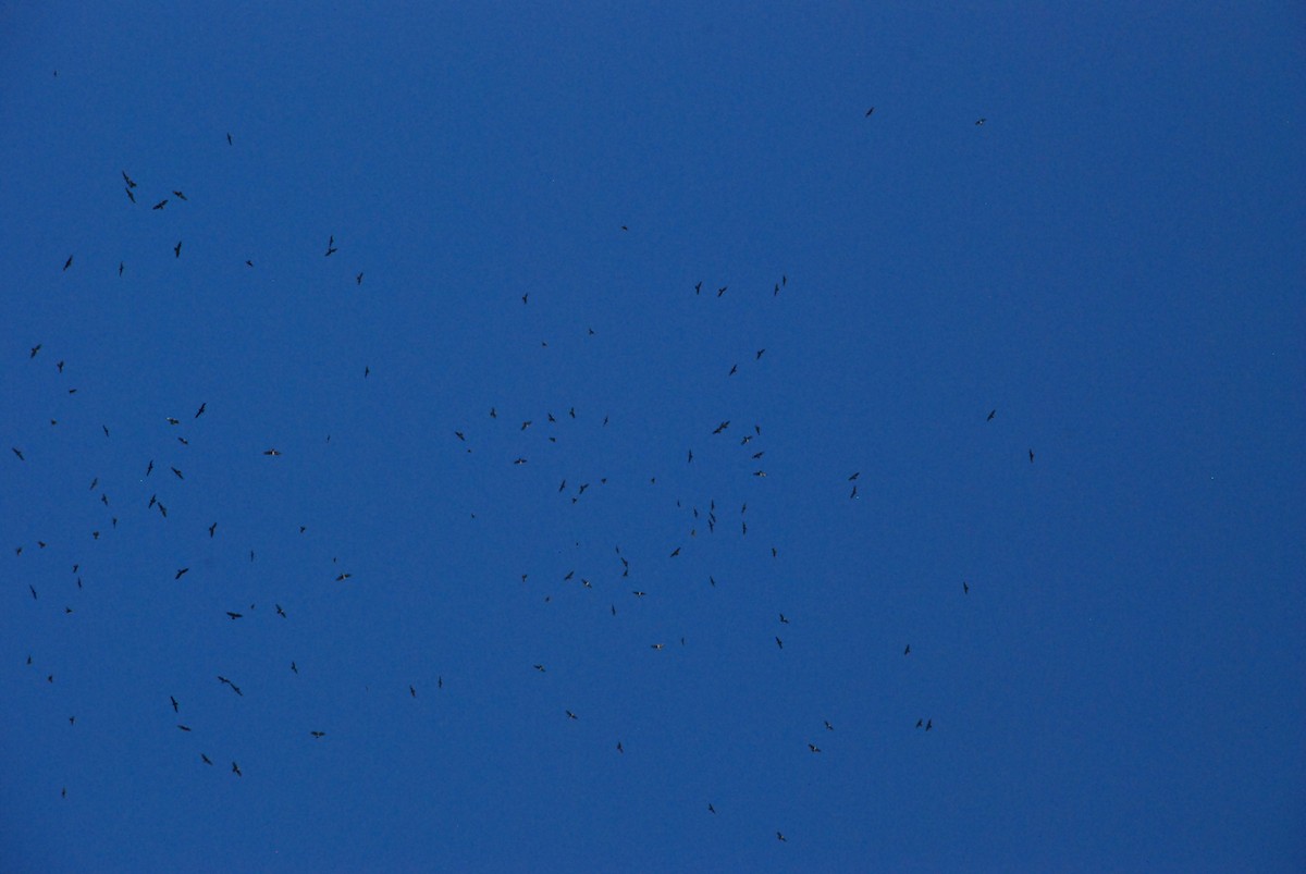 Common Buzzard - ML124408661