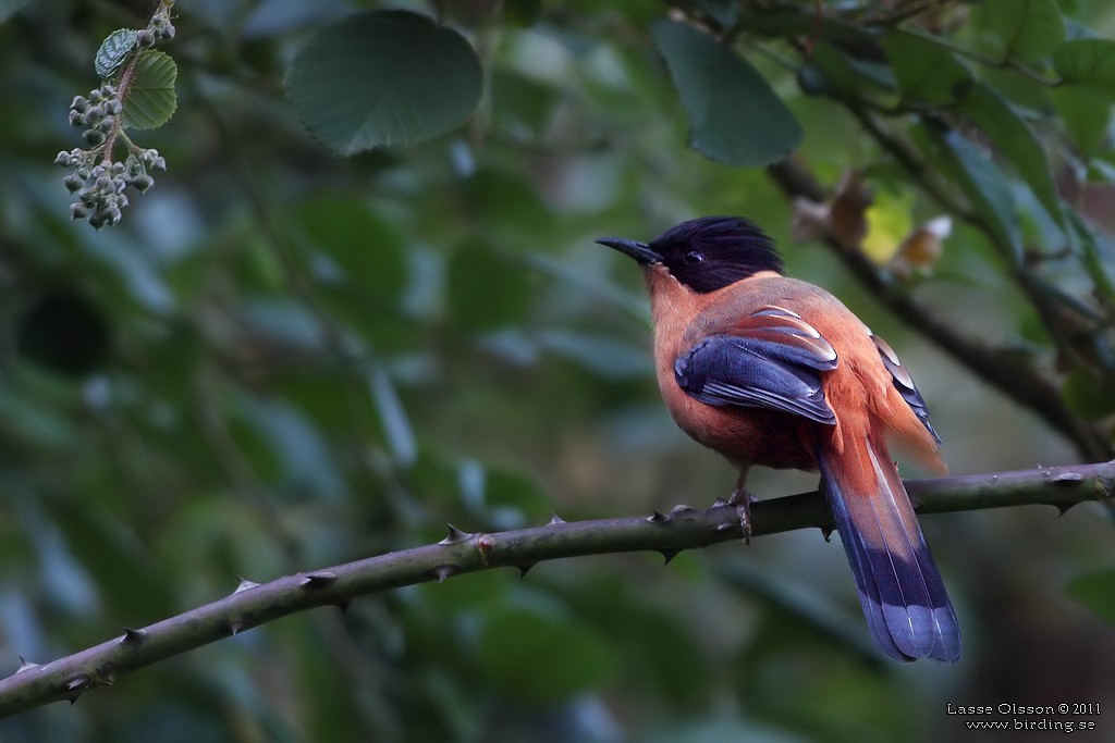 Rufous Sibia - Lasse Olsson