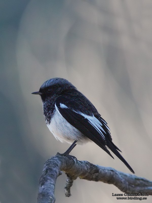 Blue-capped Redstart - Lasse Olsson
