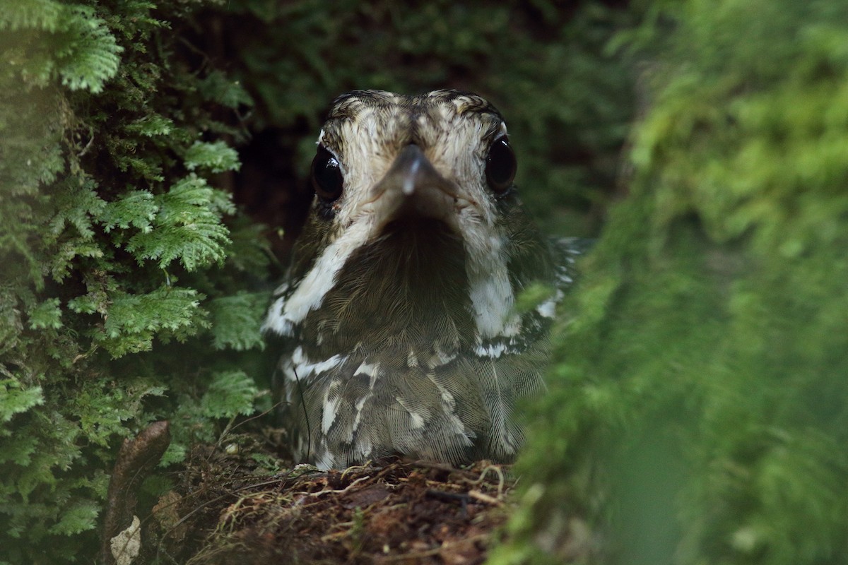 Variegated Antpitta - ML124413101