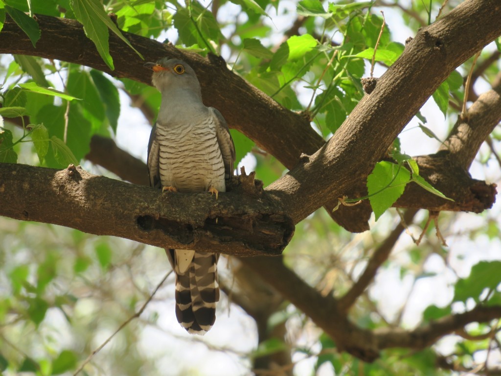 African Cuckoo - ML124415811