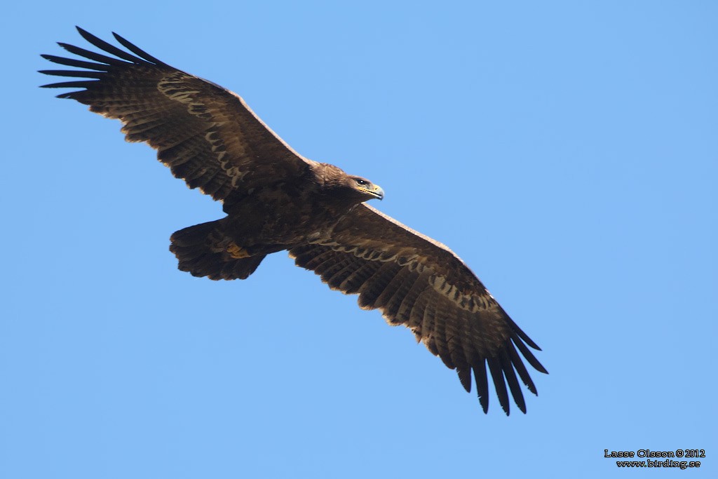 Steppe Eagle - Lasse Olsson