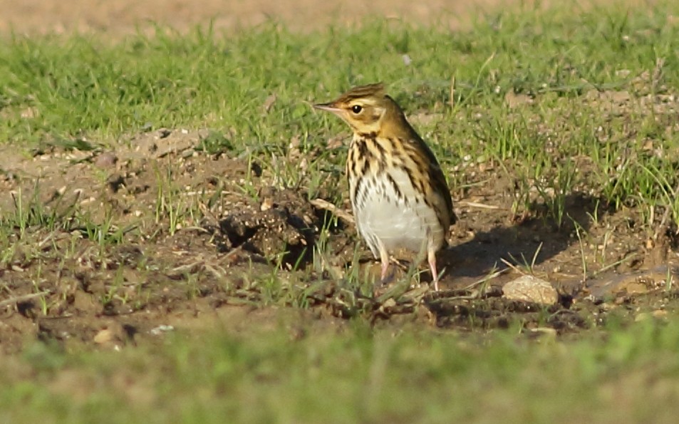 Pipit à dos olive - ML124419221