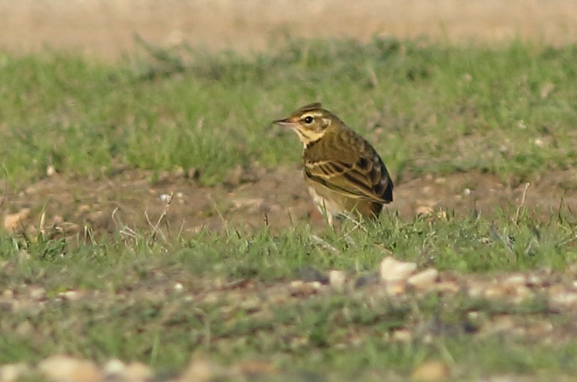 Pipit à dos olive - ML124419231