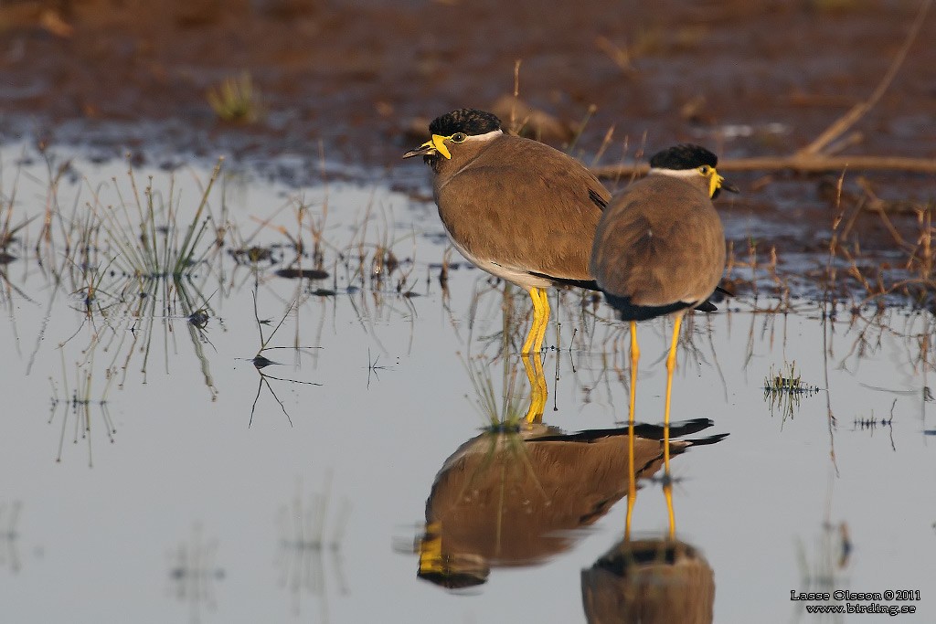 Yellow-wattled Lapwing - ML124419281