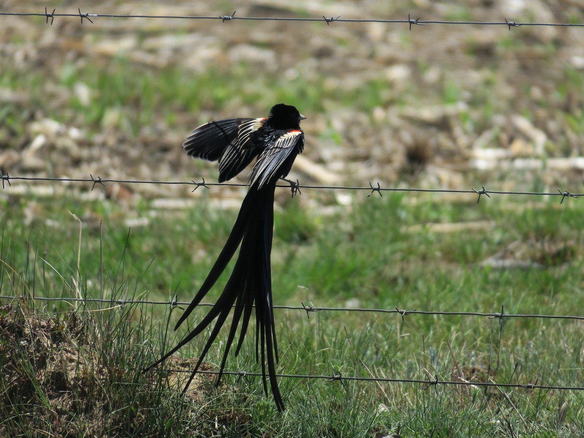 Long-tailed Widowbird - ML124420251