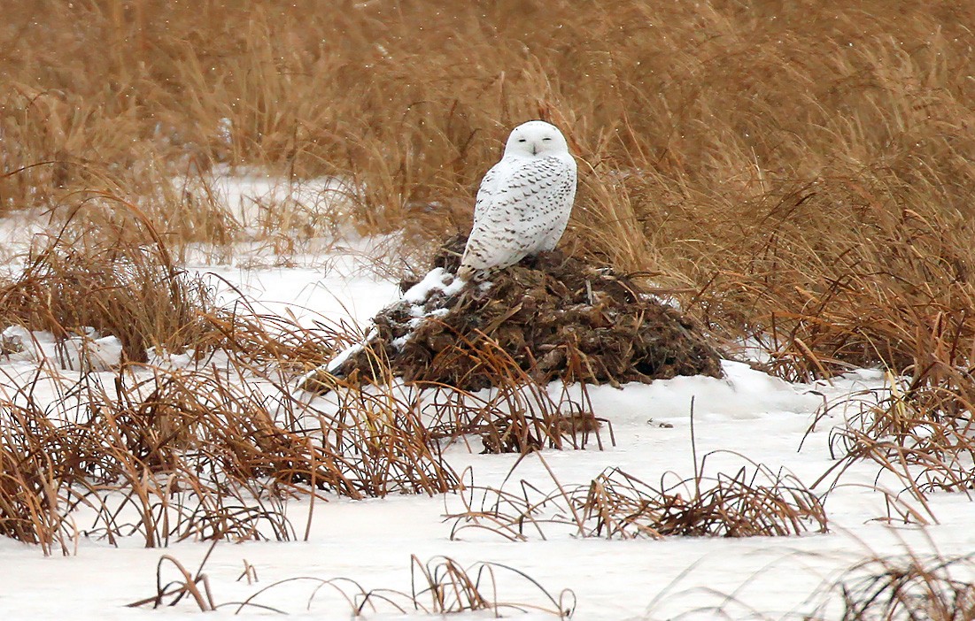 Snowy Owl - ML124420351