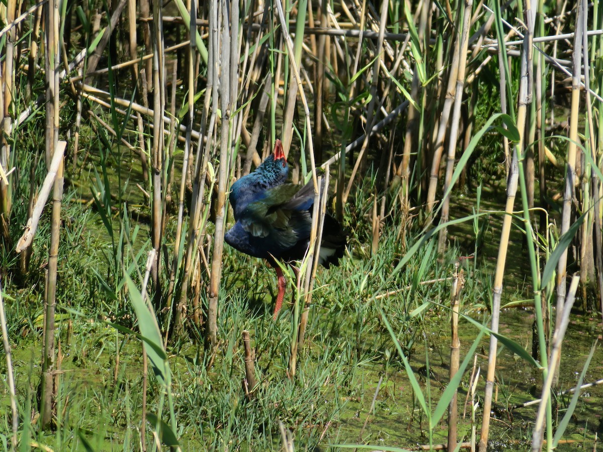 African Swamphen - ML124422671