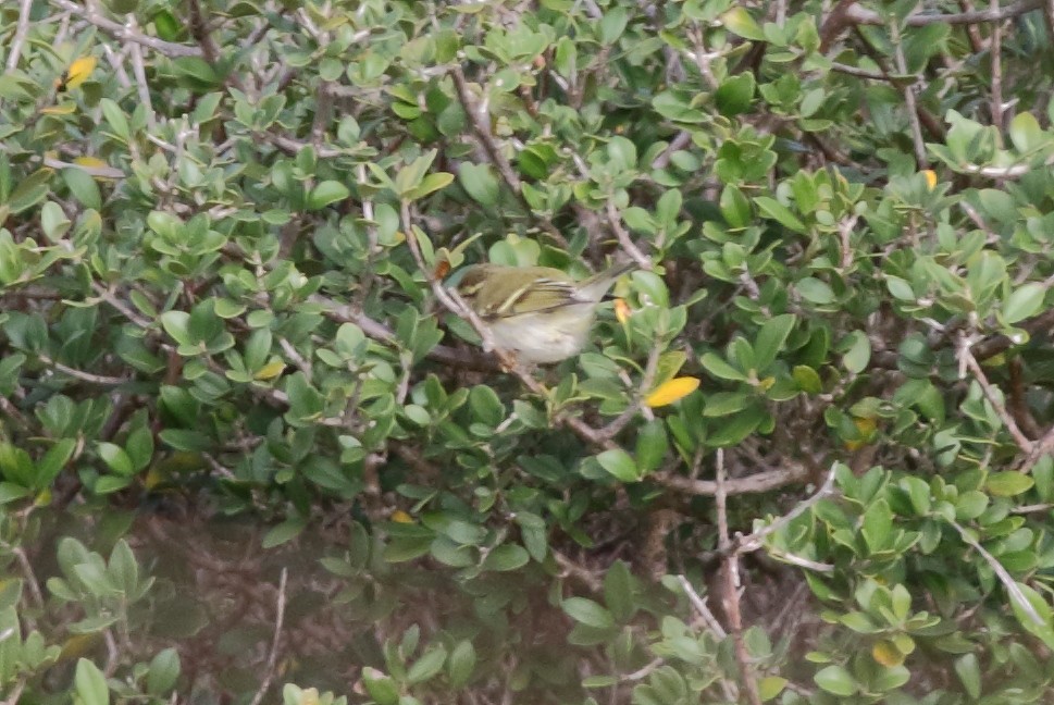 Yellow-browed Warbler - Sérgio Correia