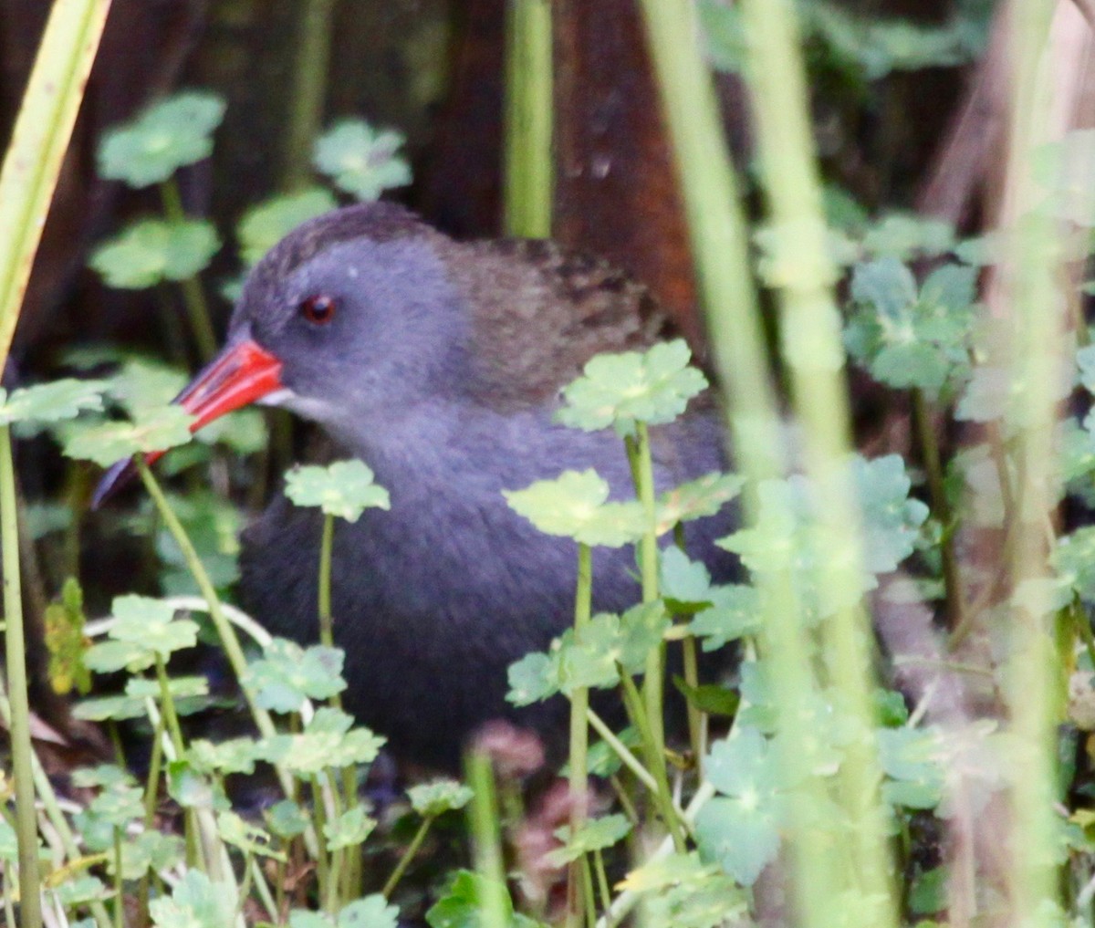 Bogota Rail - ML124424131