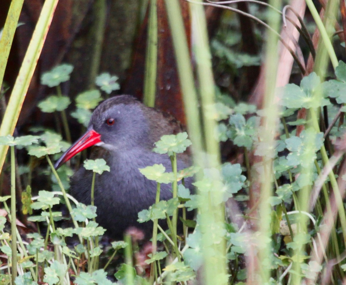 Bogota Rail - Roger Clark